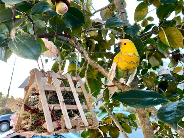 Bird in tree with dispenser.