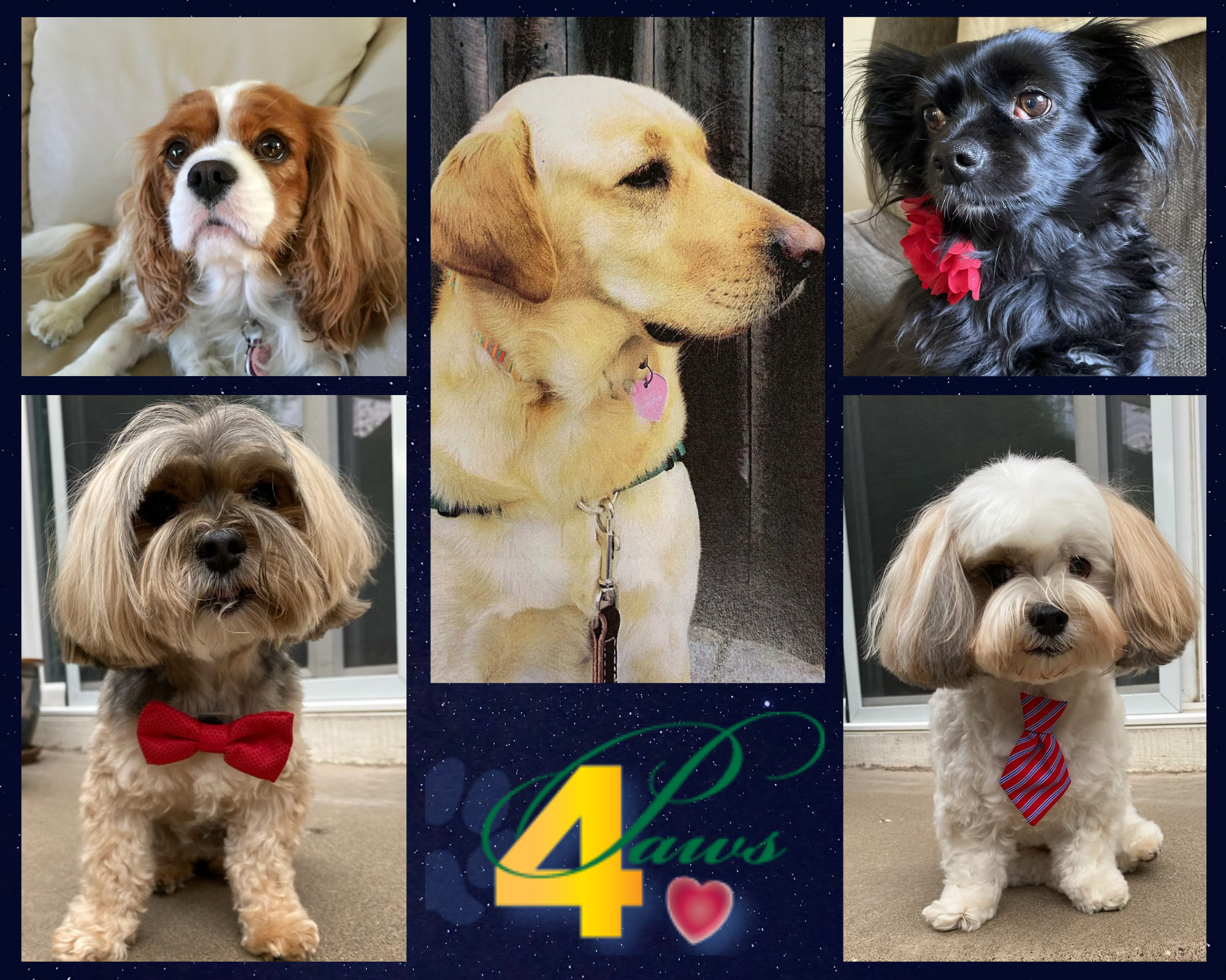 A grid of 5 dogs, some wearing bow ties. The logo 4 Paws is featured.