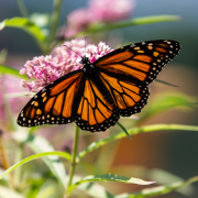 Monarch butterfly feeding on milkweed flower.