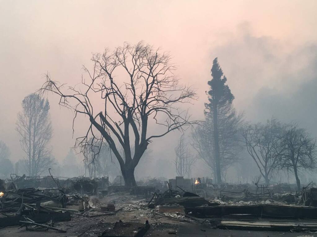 Coffey Park burned tree after Tubbs fire of 2017--Kent Porter/PressDemocrat