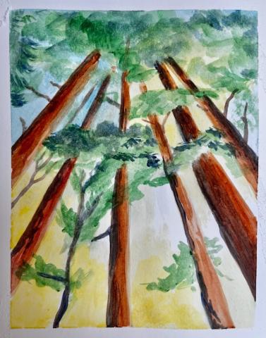 redwoods