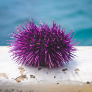 Sea Urchins: Savoring a Solution to Save our Kelp Forrest