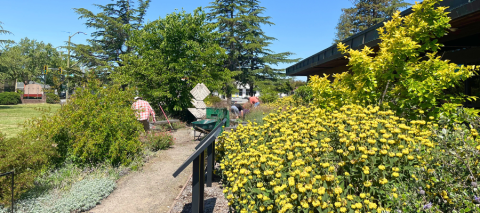 Pathway, sculpture, and bushes in Petaluma library's Daily Acts garden