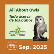 Photo of a barn owl.