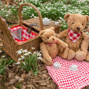 teddy bear picnic