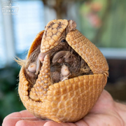 Photo of a small armadillo.