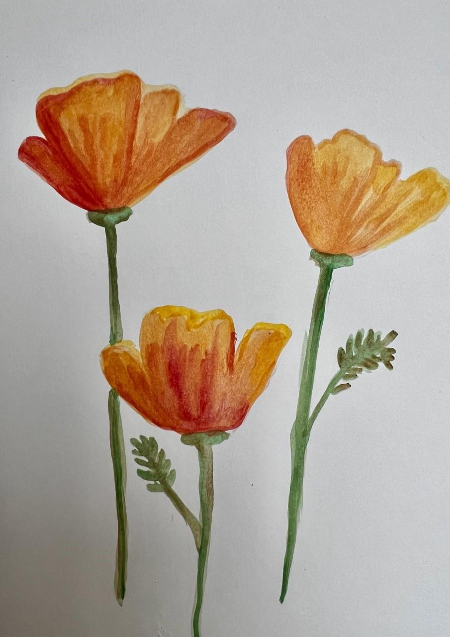 california poppies