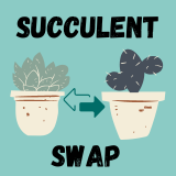 succulent